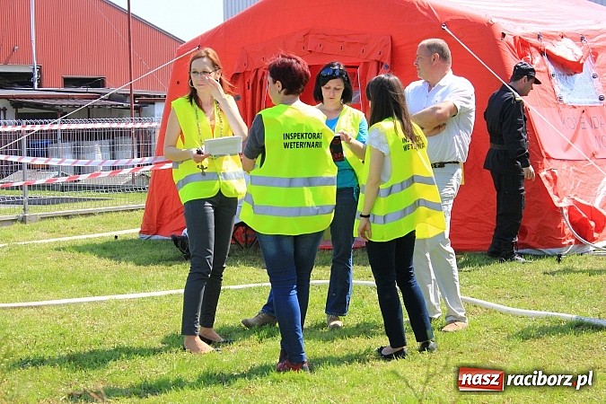 Zdjęcie w galerii na portalu naszraciborz.pl: Choroba niebieskiego języka w Wojnowicach wiadomości z regionu
