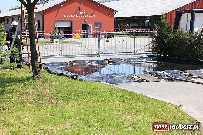 Zdjęcie w galerii na portalu naszraciborz.pl: Choroba niebieskiego języka w Wojnowicach wiadomości z regionu