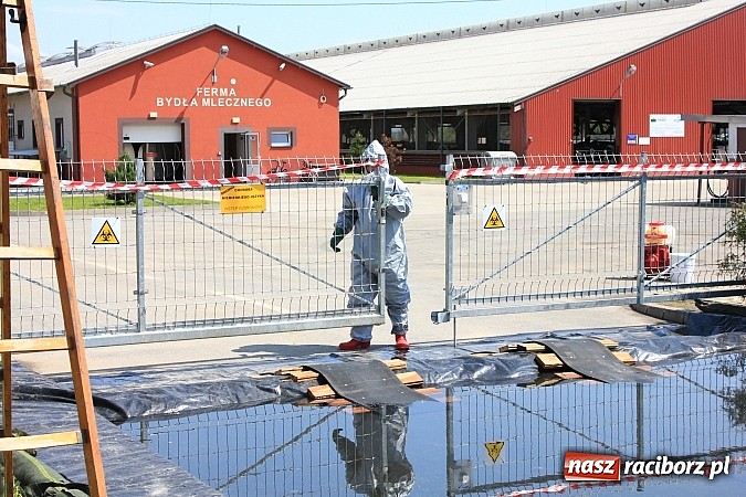 Zdjęcie w galerii na portalu naszraciborz.pl: Choroba niebieskiego języka w Wojnowicach wiadomości z regionu