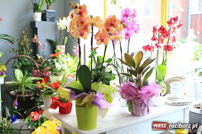 Zdjęcie w galerii na portalu naszraciborz.pl: Podaruj swojej Mamie piękne kwiaty wiadomości z regionu