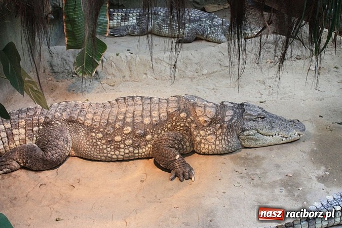 Zdjęcie w galerii na portalu naszraciborz.pl: Mali studenci z RCK odwiedzili Wrocław wiadomości z regionu