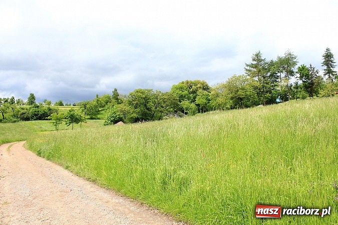 Zdjęcie w galerii na portalu naszraciborz.pl: Groźne osuwiska na terenie naszego powiatu wiadomości z regionu