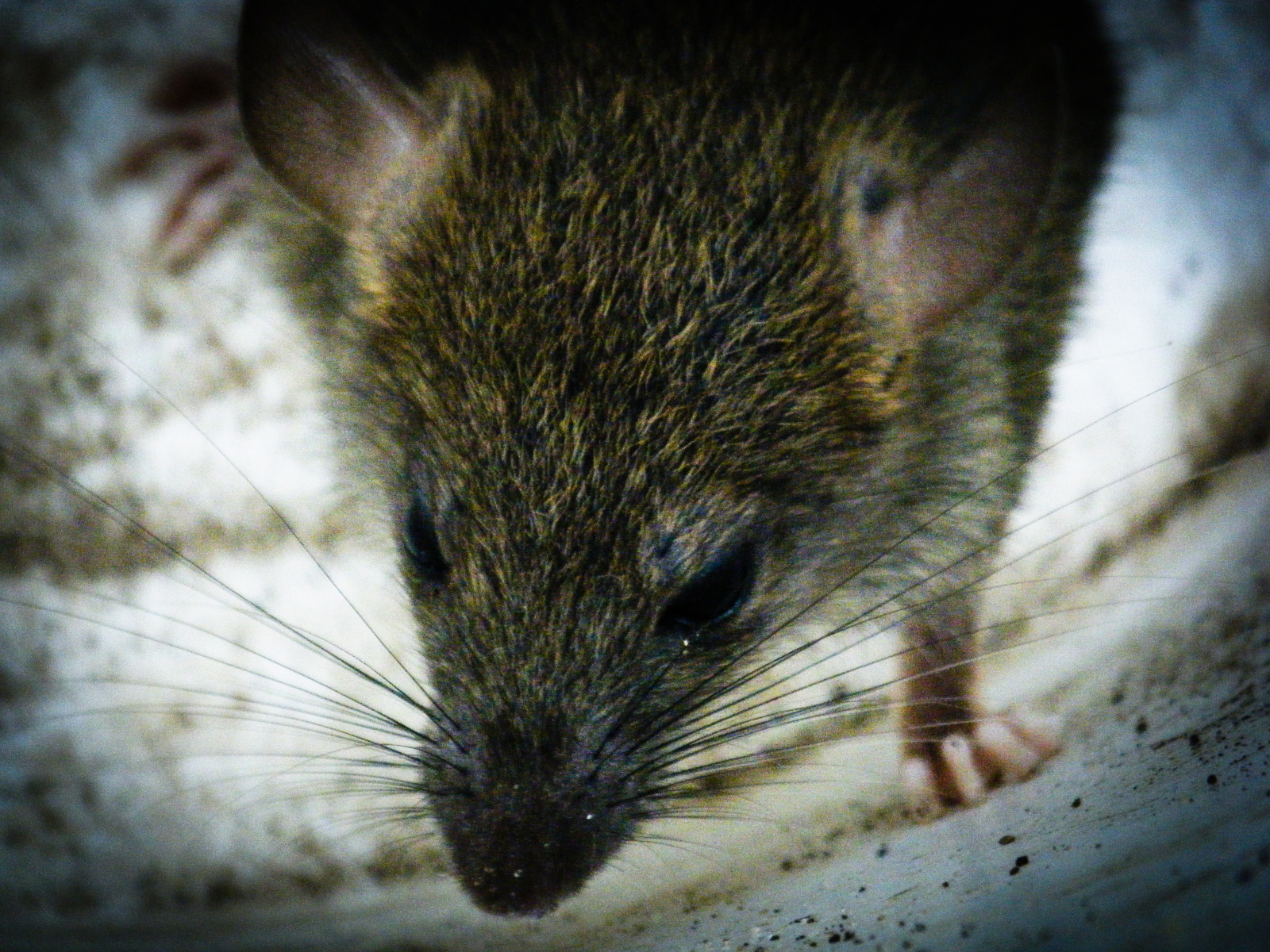 Jesienna deratyzacja w Raciborzu – przypomnienie dla właścicieli i zarządców nieruchomości