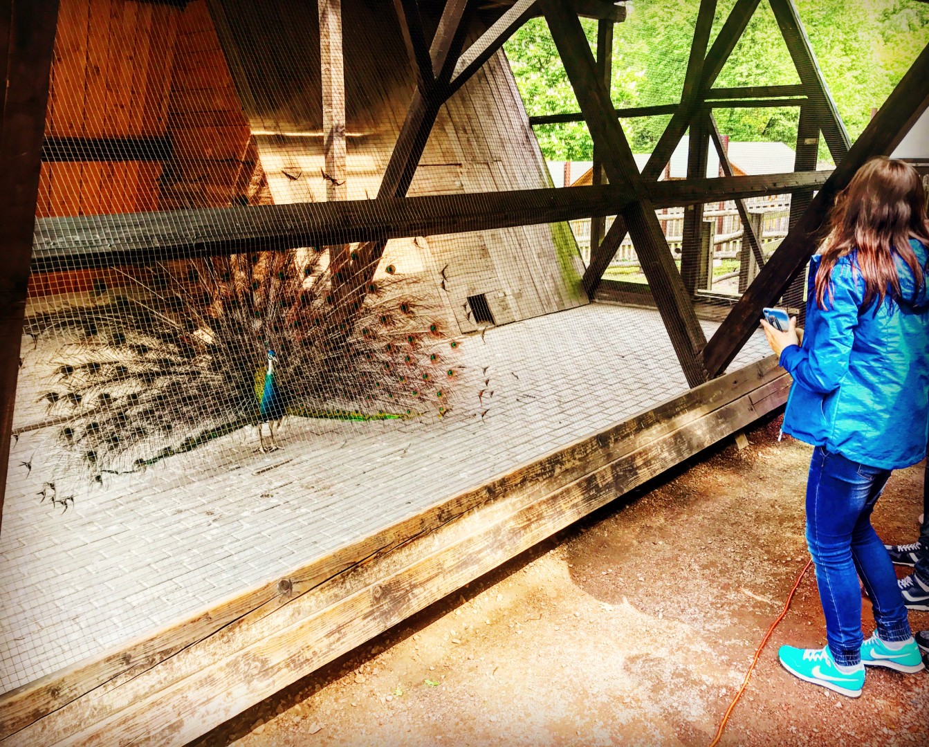 Bitwa o raciborskie zoo. Dziesięć firm walczy o kontakt w Oborze