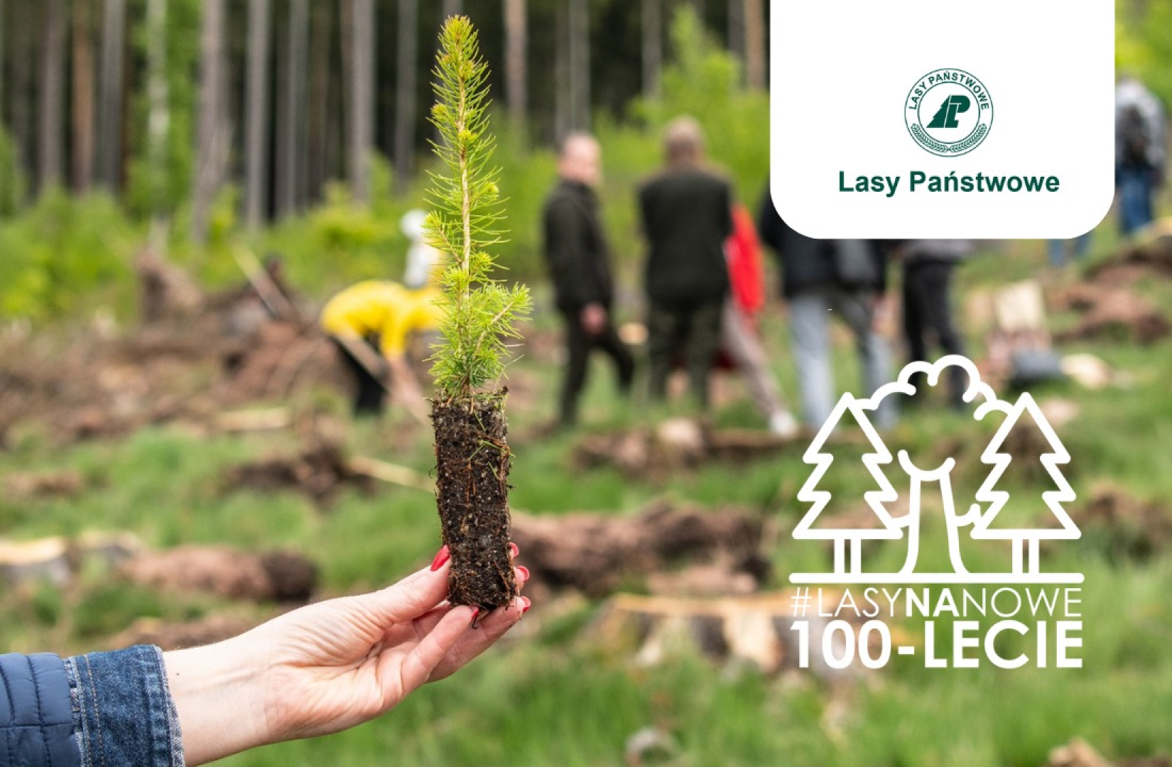 List do redakcji. Odpowiedź Lasów Państwowych