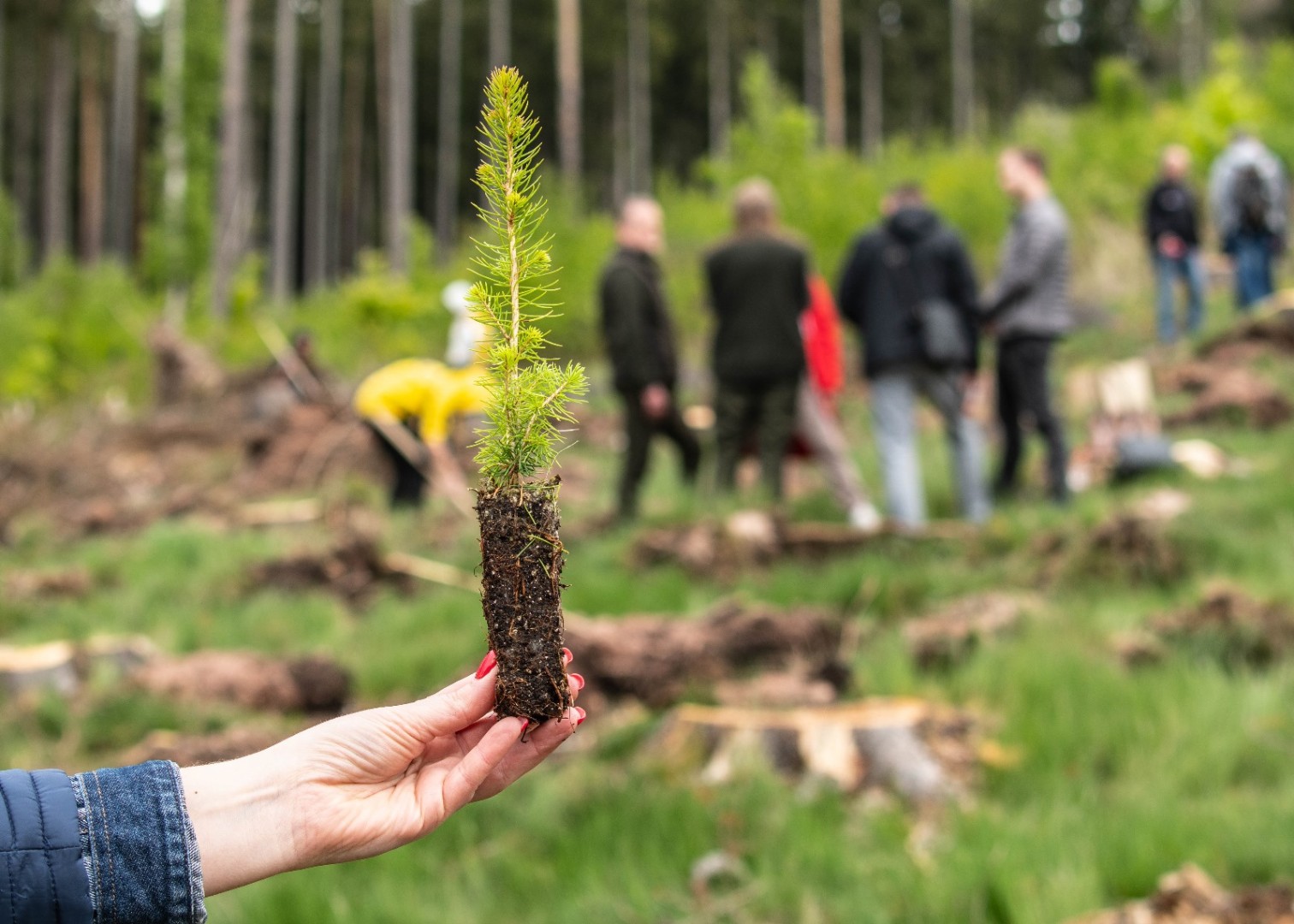 Lasy na nowe 100-lecie – leśnicy sadzą pół miliarda drzew rocznie