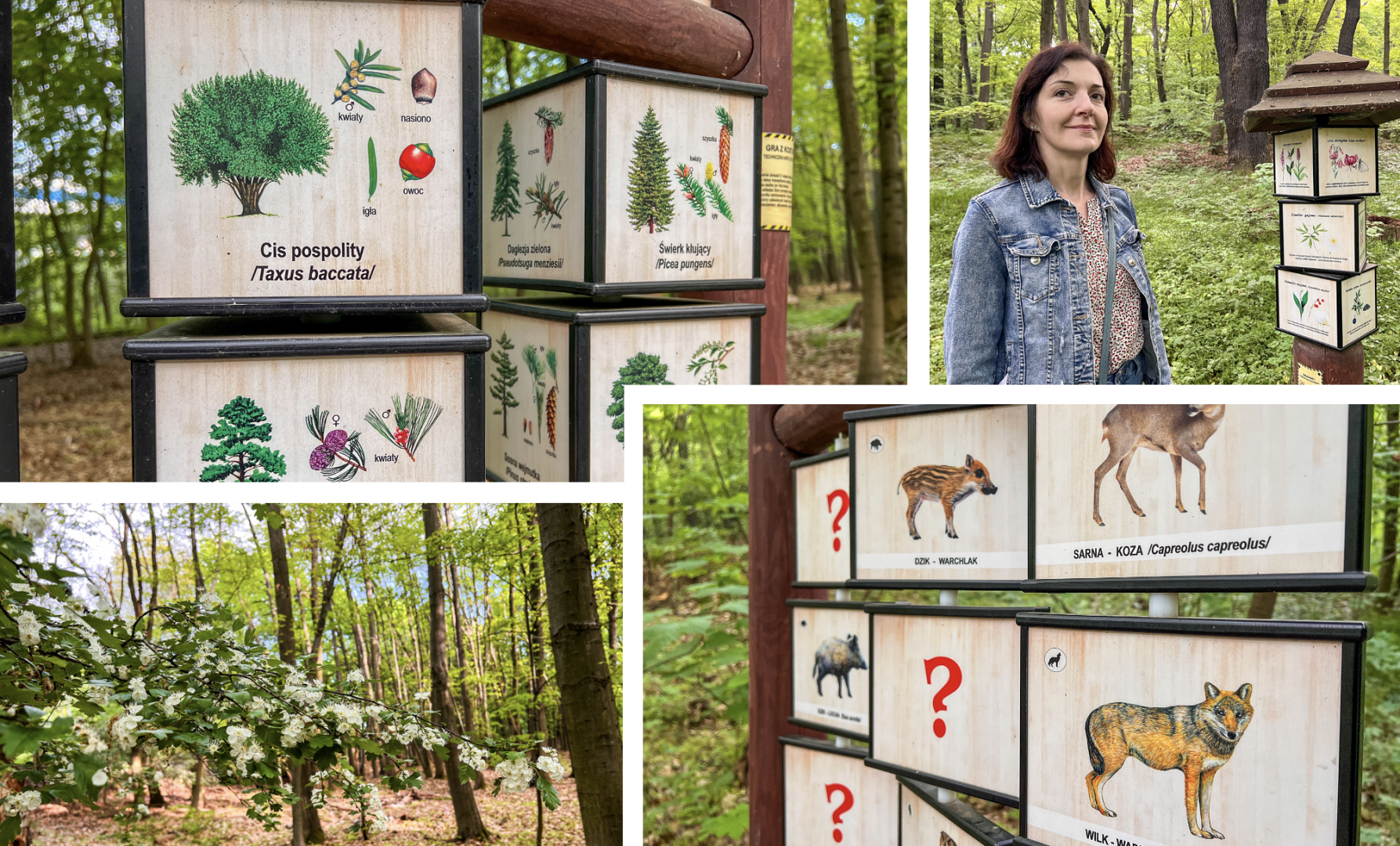 Leśna edukacja w Arboretum. Co mówi las? – ścieżka przyrodnicza powstała przy wsparciu WFOŚiGW zaprasza na spacer