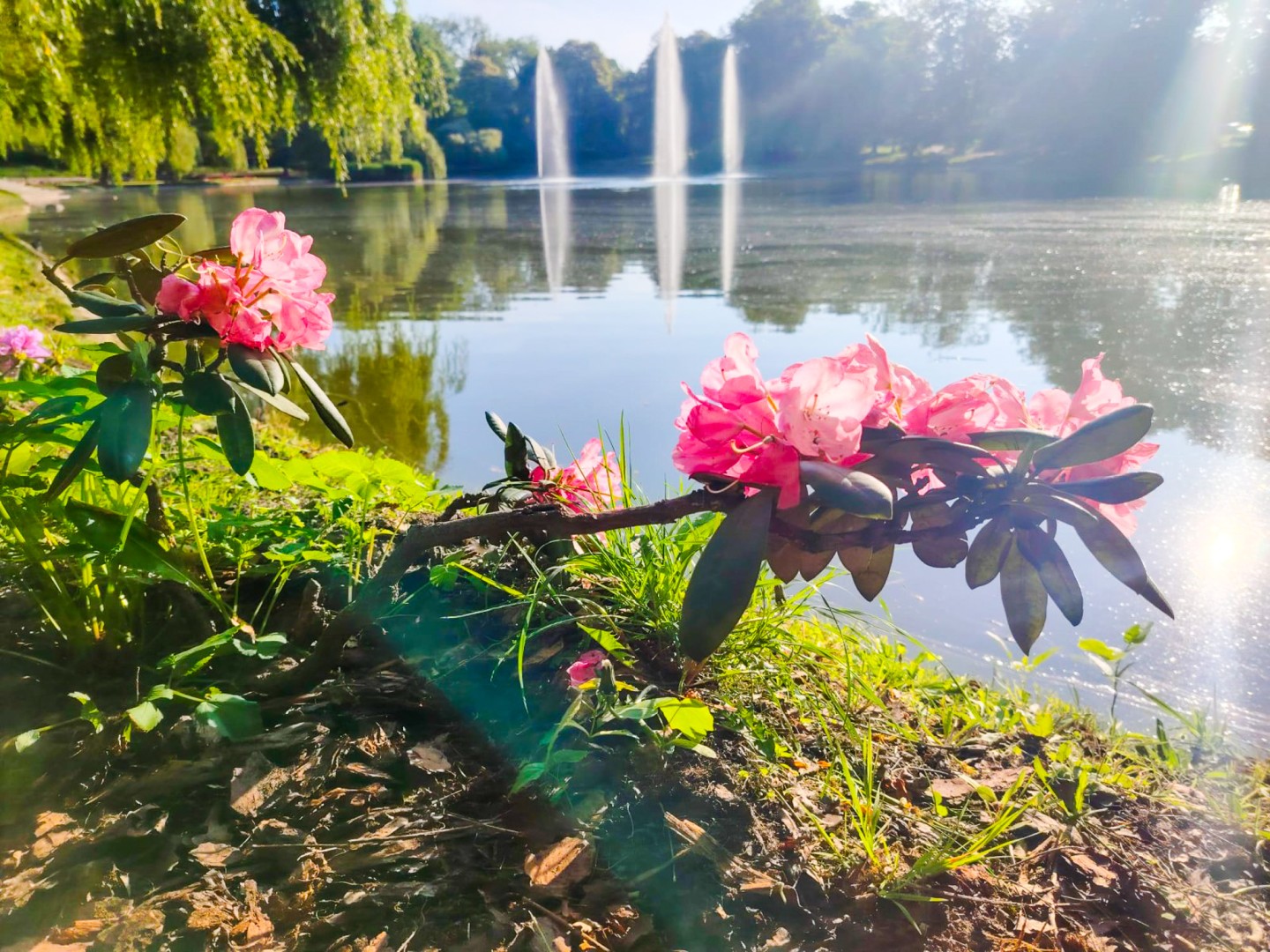 Park Roth rozkwita – 135 nowych azalii przy stawie cieszy oczy raciborzan