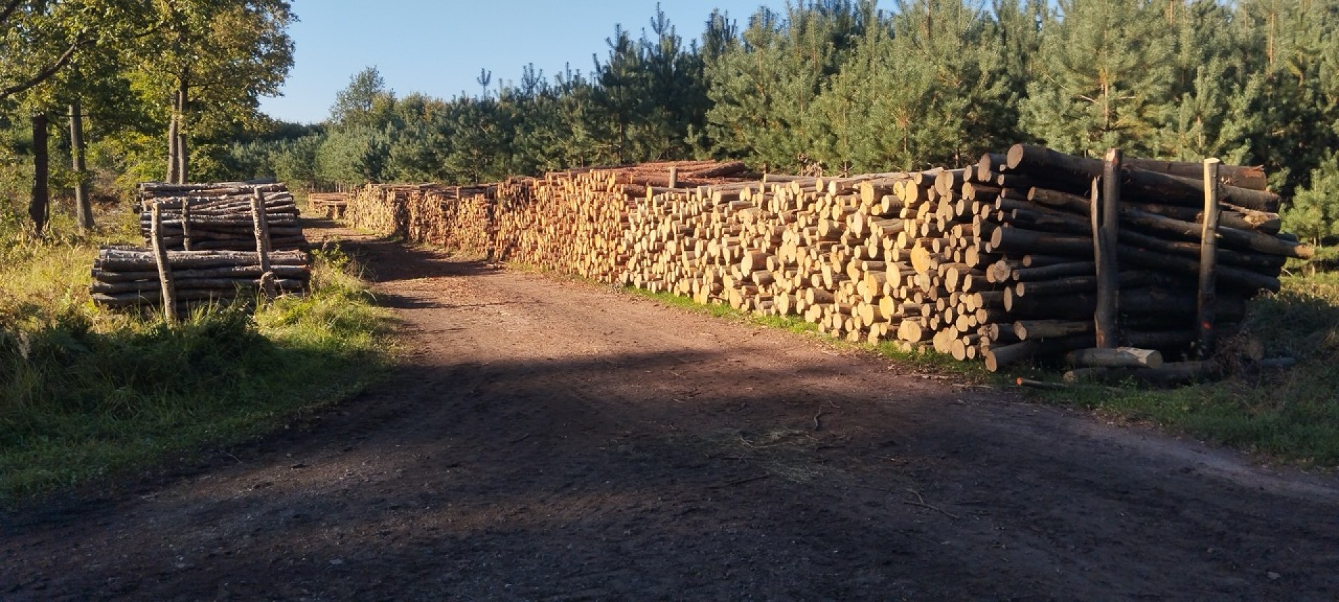 LIST DO REDAKCJI Lasy rudzkie kiedyś były cennymi płucami Śląska – co się z nimi dzieje?