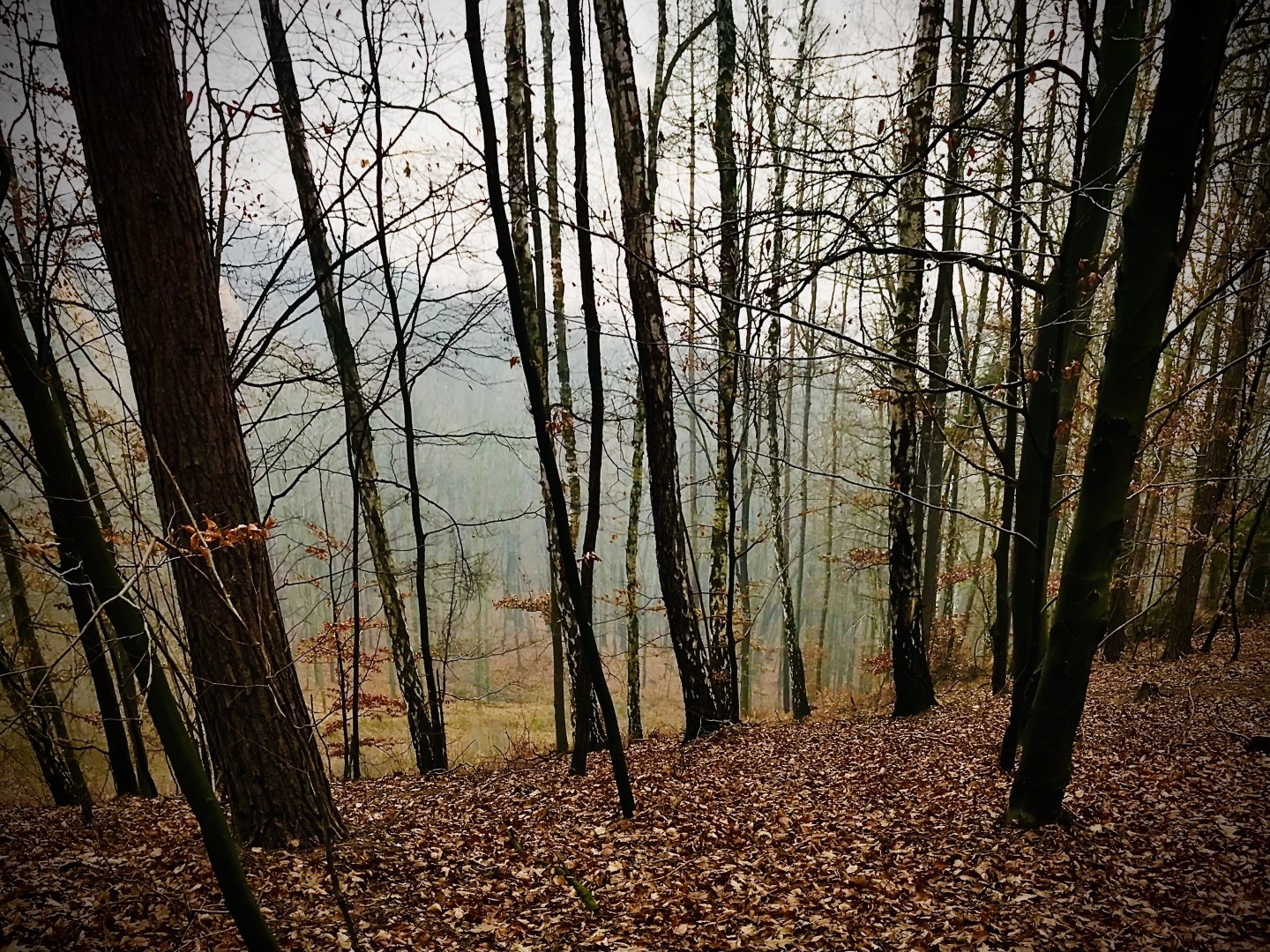 Masz wpływ na przyszłość lasów – trwa decydujący etap konsultacji w Nadleśnictwie Rybnik
