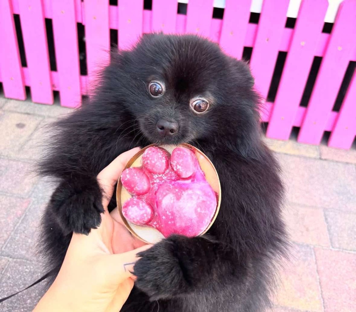 Nowość w lodziarni W Cieniu – lody dla Twojego psa. Ice Dog – psia przyjemność na upalne dni