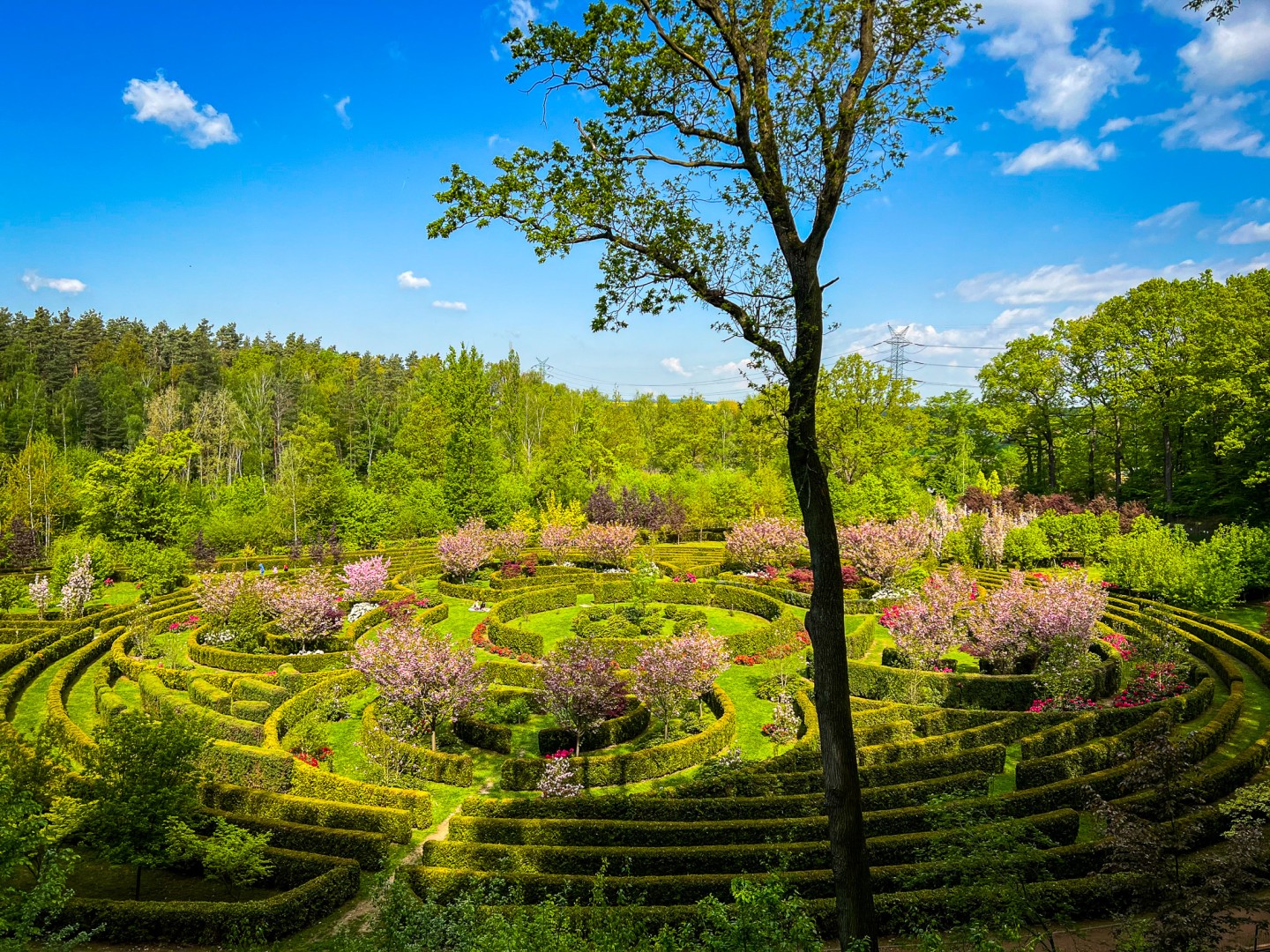 Spirala czasu z irysów zakwitnie w Zaczarowanym Ogrodzie w Raciborzu