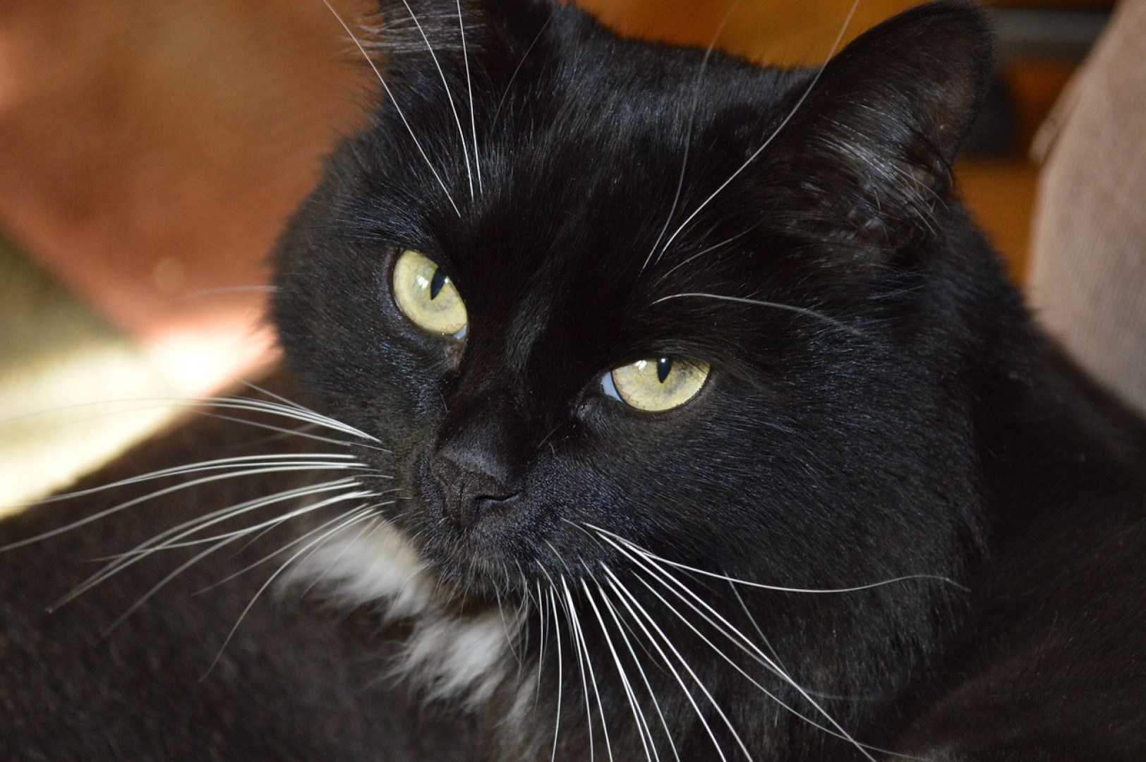 Sucha karma dla kota – zdrowa wygoda czy cichy wróg?