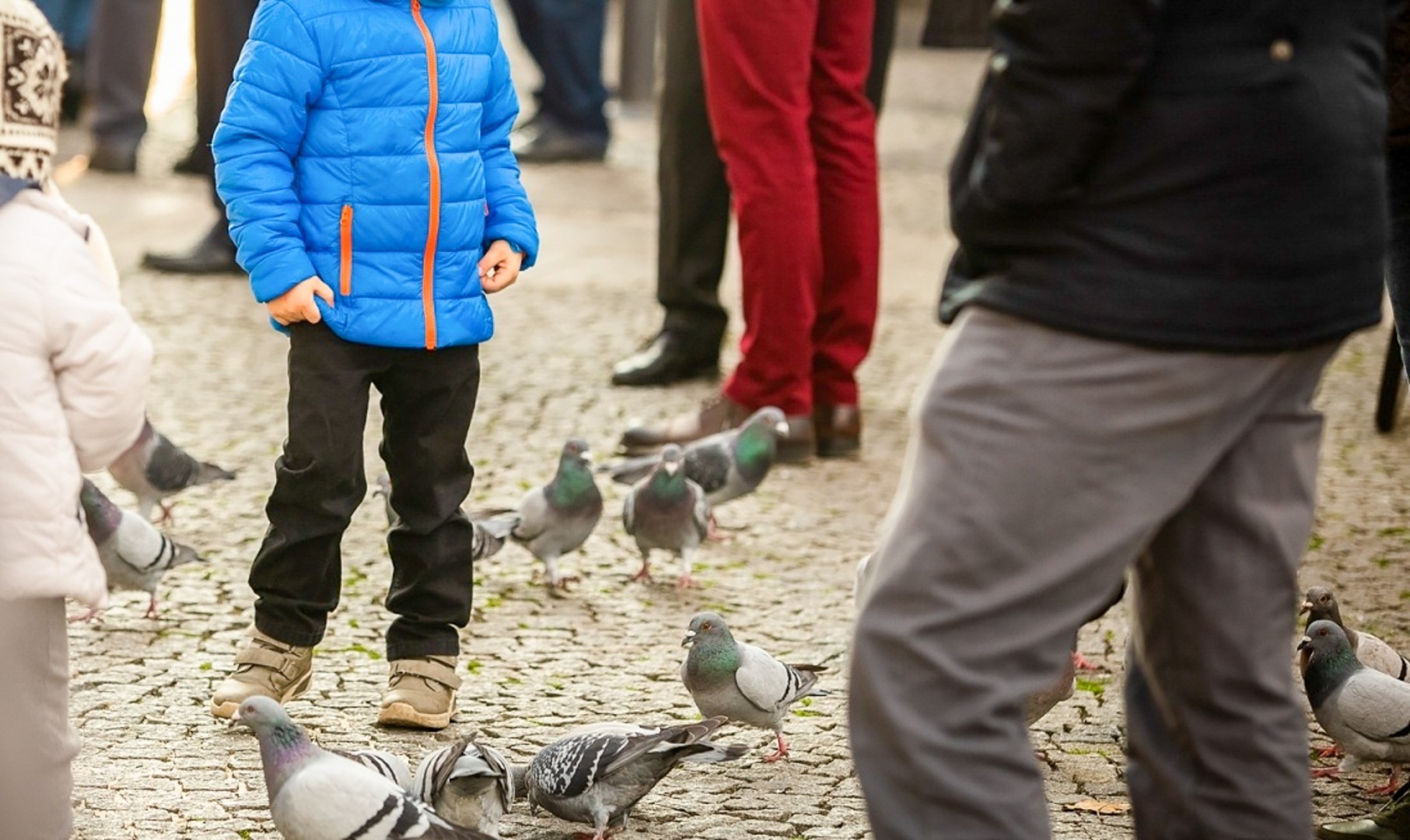 Gołębie na cenzurowanym. Mieszkańcy rynku oczekują działań, prezydent stawia na edukację