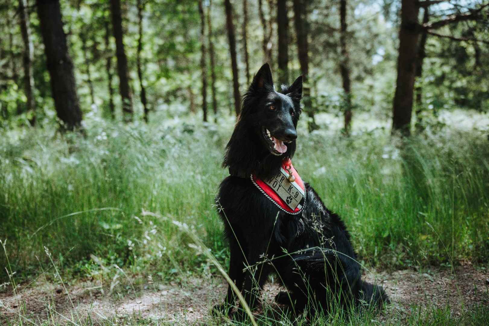 Żołnierz na czterech łapach, czyli nowy pies w służbie śląskich terytorialsów. Szkoli się w Kuźni Raciborskiej