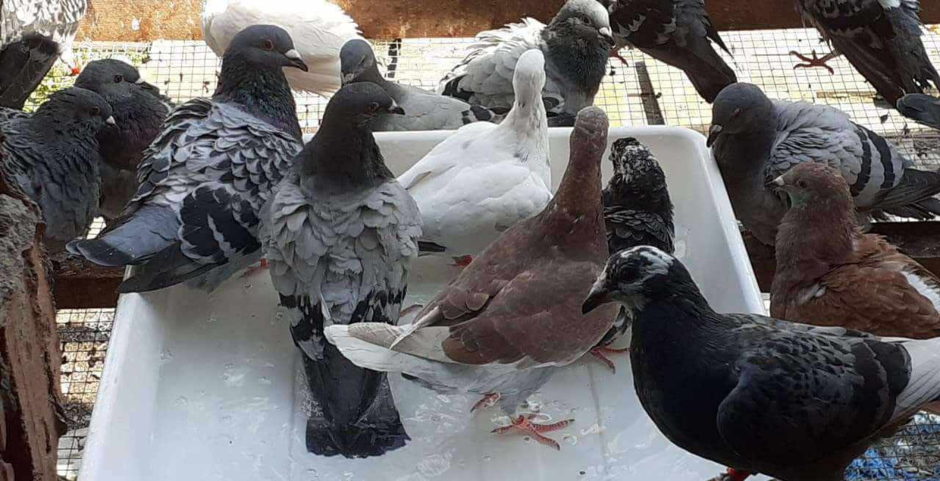 Wesprzyj zdrowie swoich gołębi dzięki suplementom witaminowym