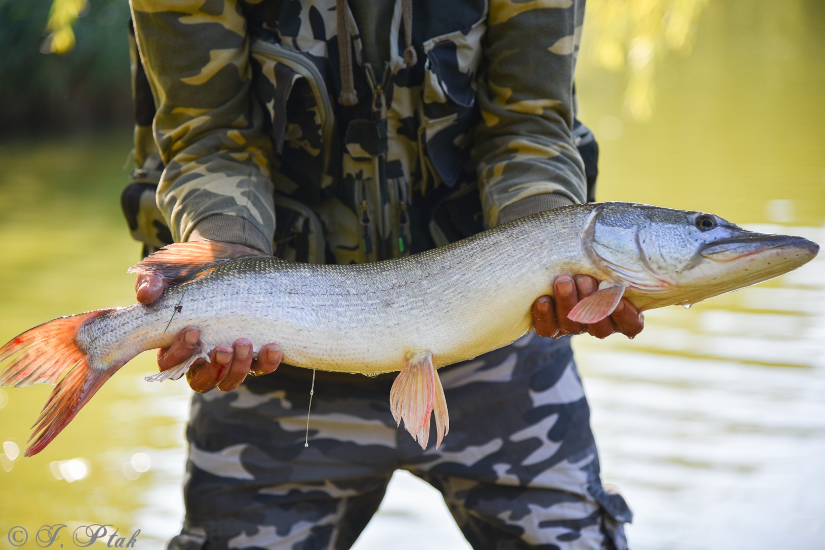 Aż trudno uwierzyć, gdzie w Raciborzu złowiono tego szczupaka!