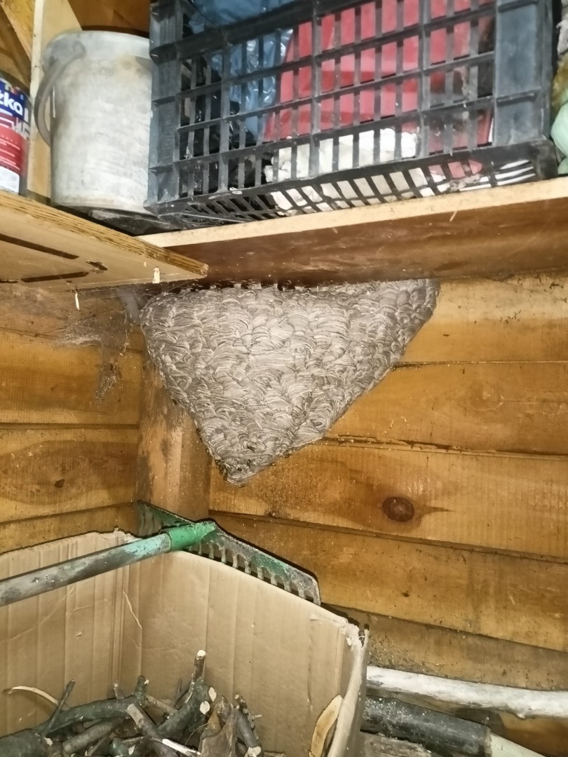 Nieproszeni lokatorzy usunięci z poddasza. Interwencja OSP w Tworkowie