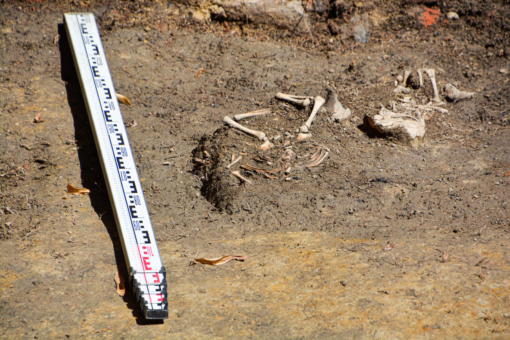 Szczątki noworodków odkryto przy ul. Gimnazjalnej [FOTO i WIDEO]