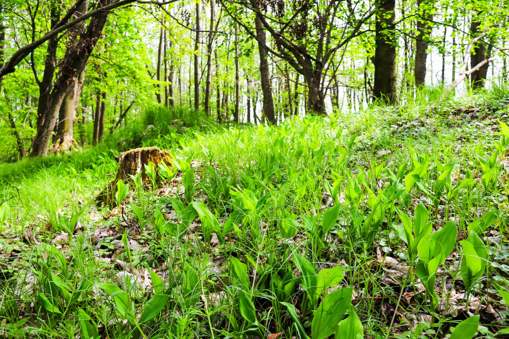 Nowy rezerwat Nowy Dwór pod opieką Nadleśnictwa Rudy – Opolszczyzna wzbogaca się o kolejne obszary chronione