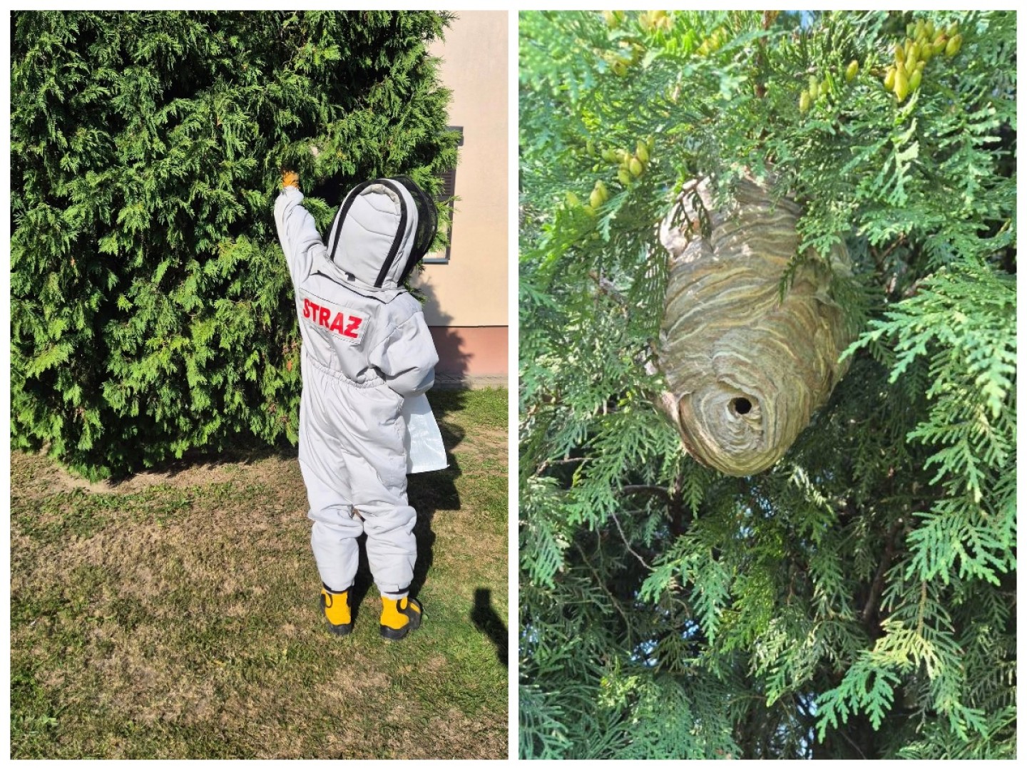 Gniazda owadów i sprzątanie po kolizji. Niedzielne interwencje strażaków