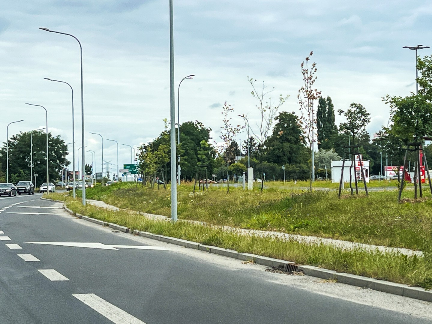 Interwencja w sprawie drzew przy ulicy Rybnickiej w Raciborzu