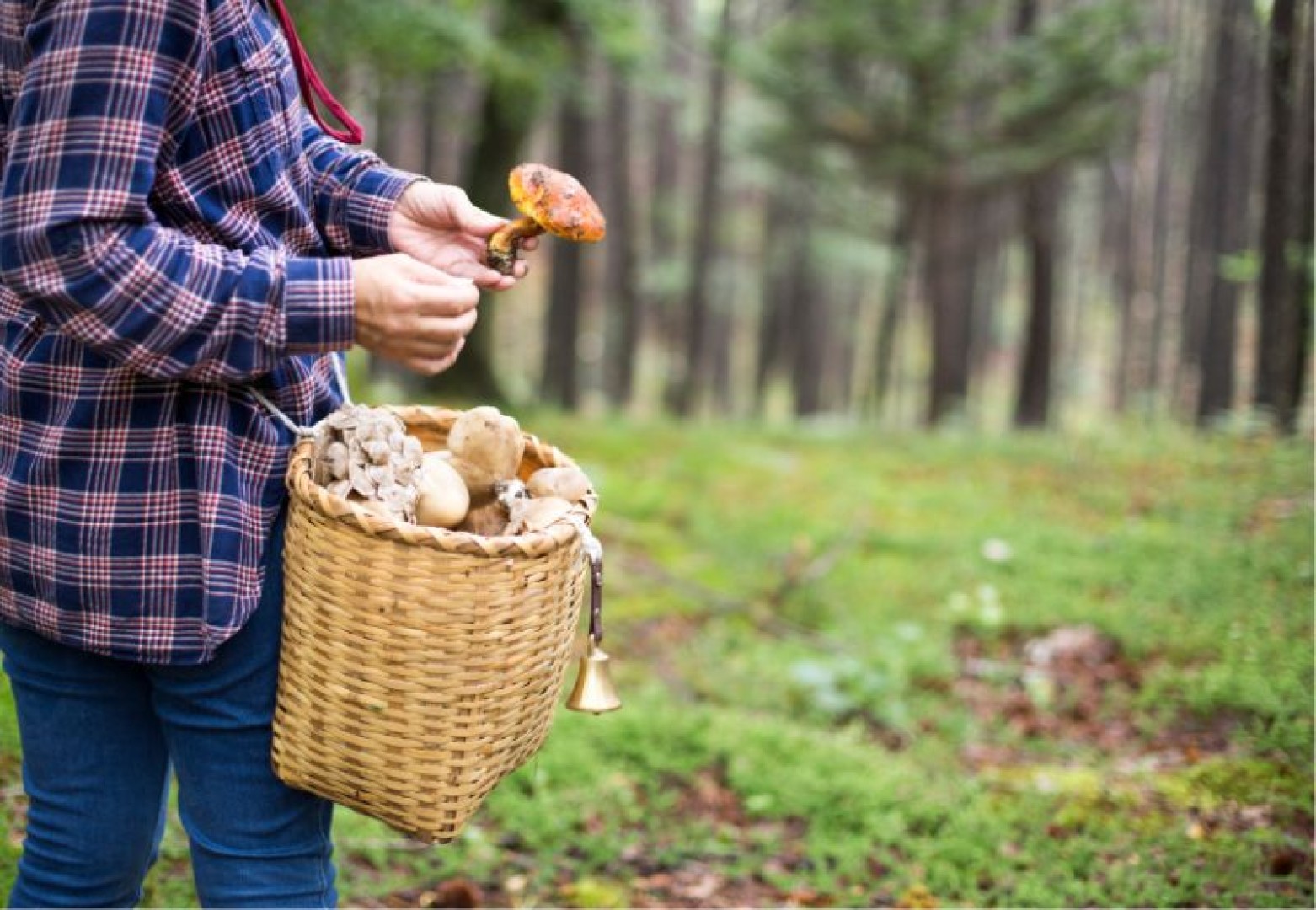 Gdzie na grzyby w Małopolsce? Najlepsze miejsca dla miłośników grzybobrania
