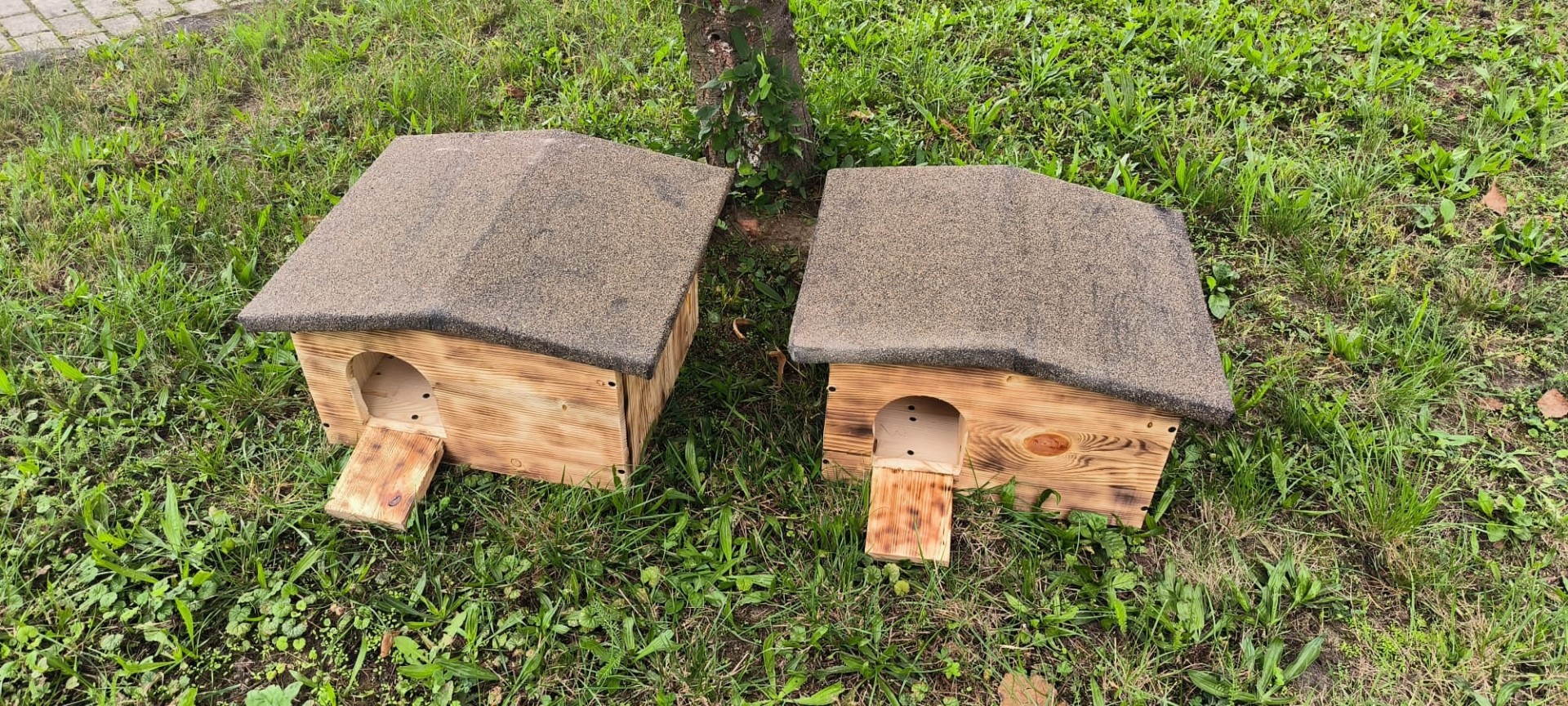 Zadbaj o jeża, przygotuj go na zimę