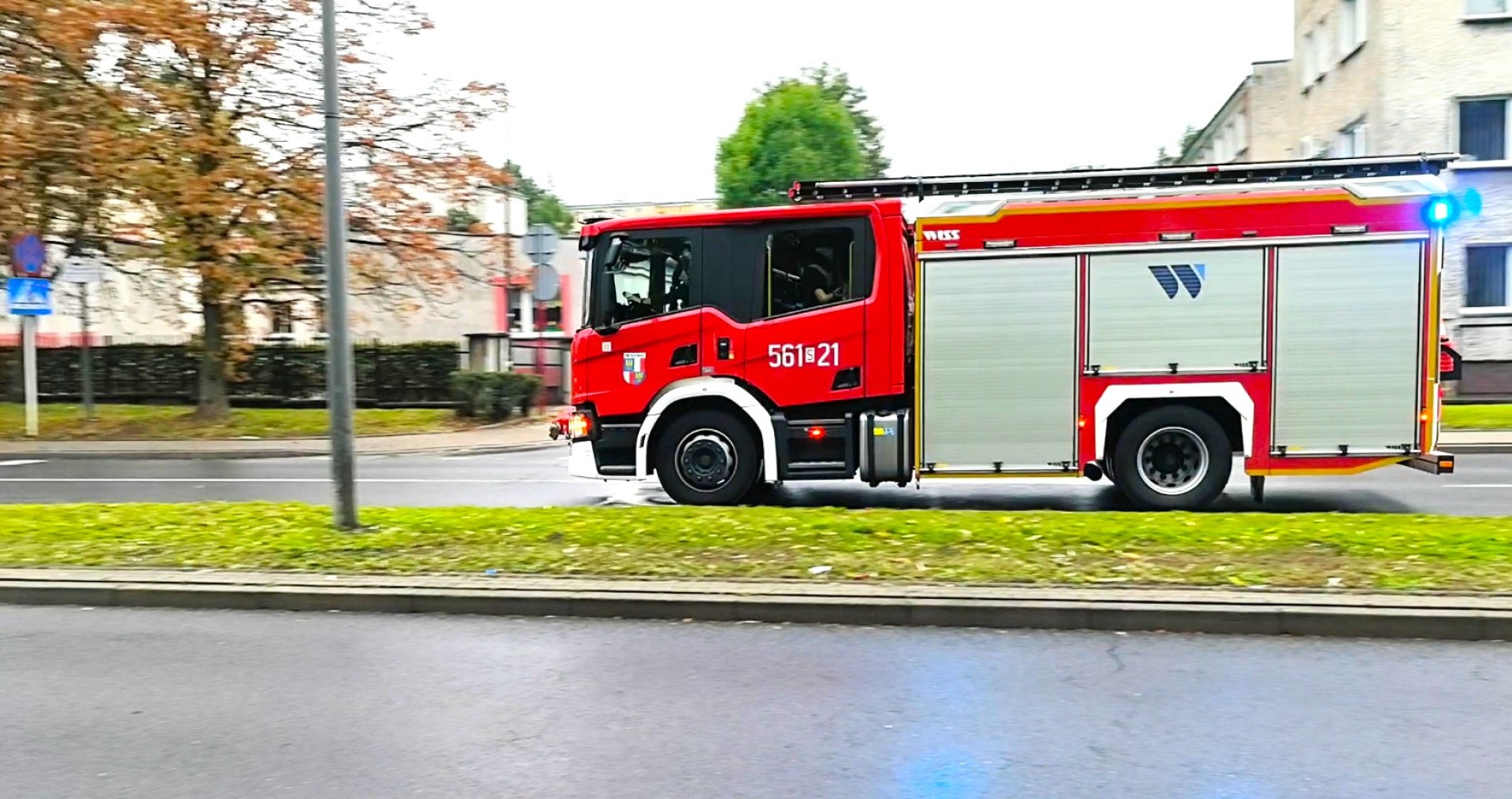 Powalone drzewa, gniazda owadów i sarna w opresji [RAPORT 998]