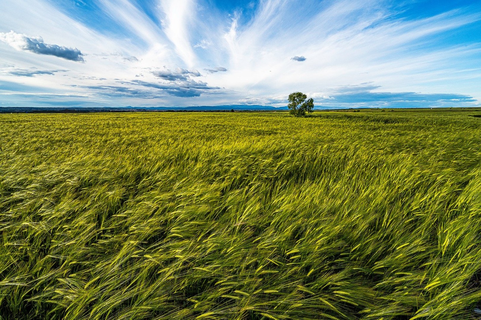 Jak powstają nowoczesne fungicydy i czego to uczy rolnika?