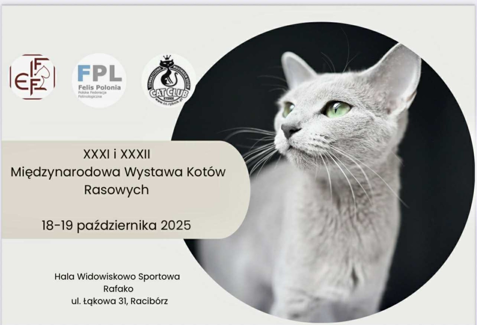 Międzynarodowa Wystawa Kotów Rasowych w Raciborzu – święto miłośników kotów