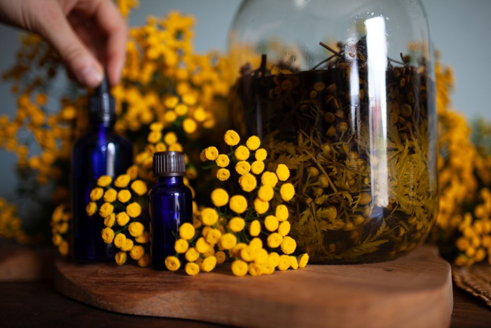 Nalewka z wrotyczu – tradycja i współczesne badania