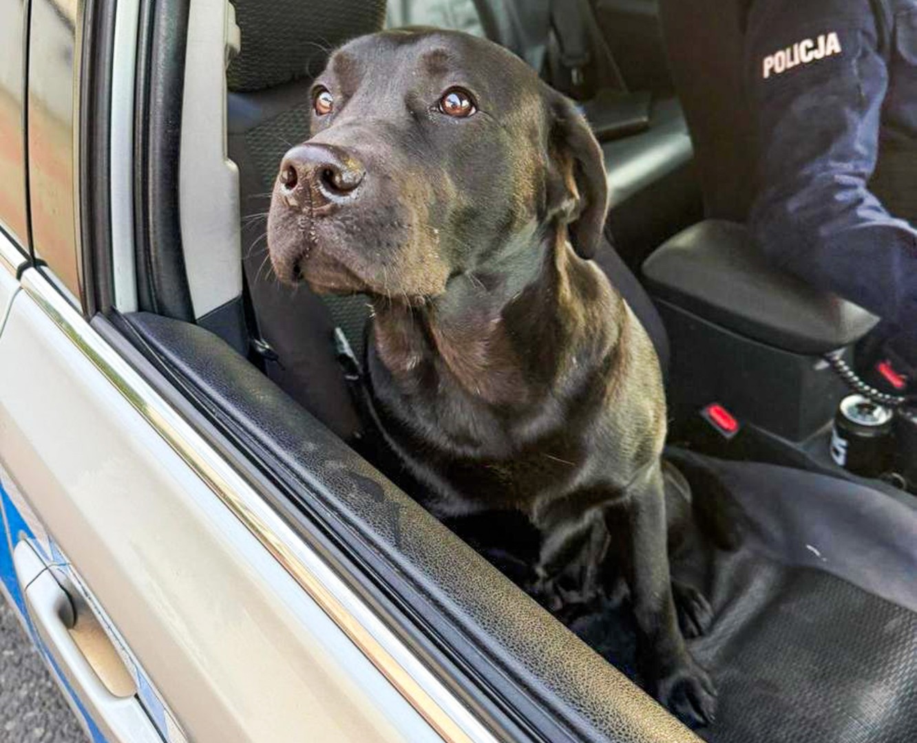 Pies wbiegł pod policyjny radiowóz na Starowiejskiej. Mundurowi ruszyli na pomoc