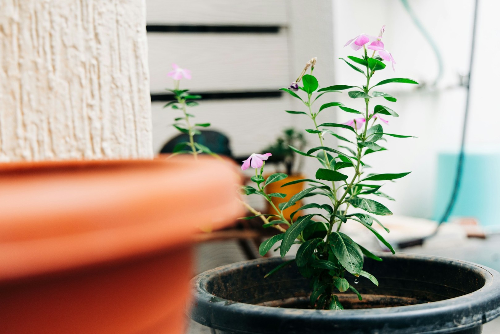 Jak stworzyć zielony kącik w salonie?