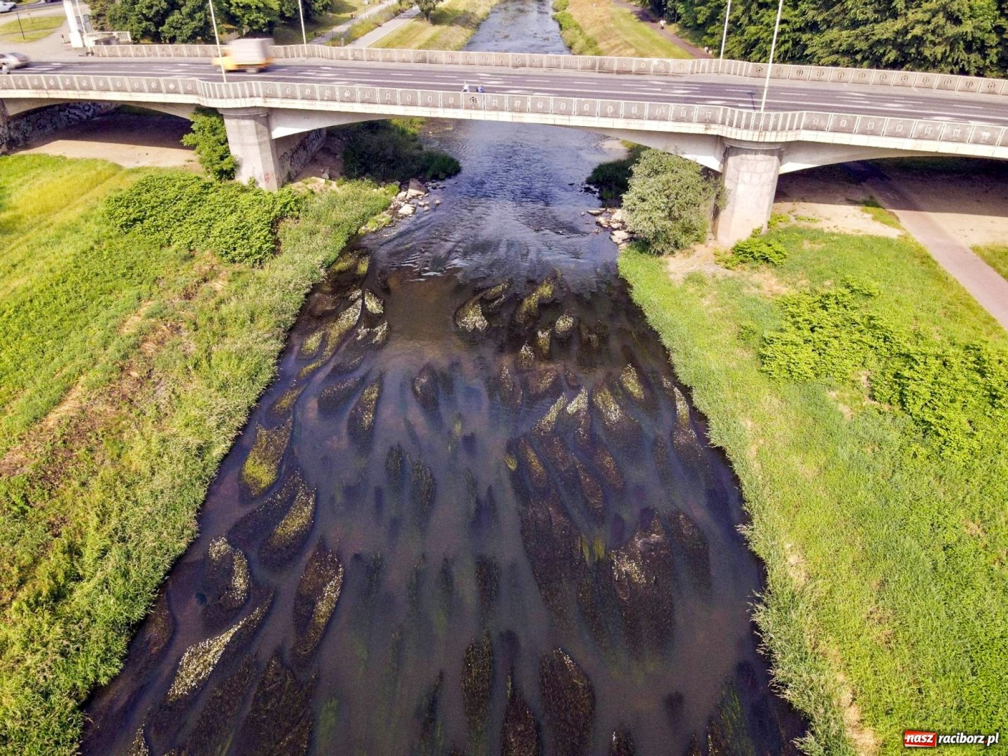 Psina ratuje Odrę miejską. Bez niej stare koryto zamieniłby się w strumyk