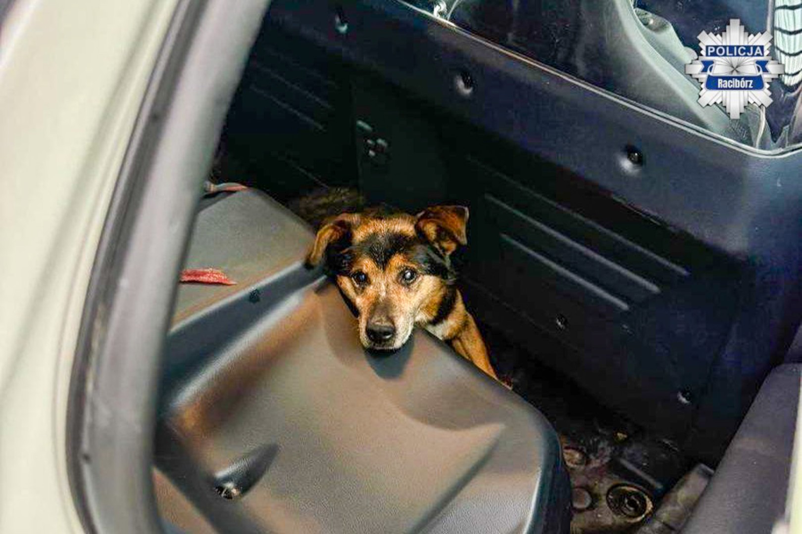 Dzielnicowi uratowali wyziębionego psa w Krzanowicach