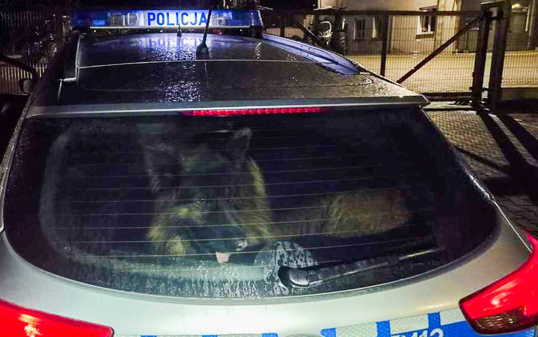 Policjanci ruszyli z pomocą psu błąkającemu się po DK45 [WIDEO]