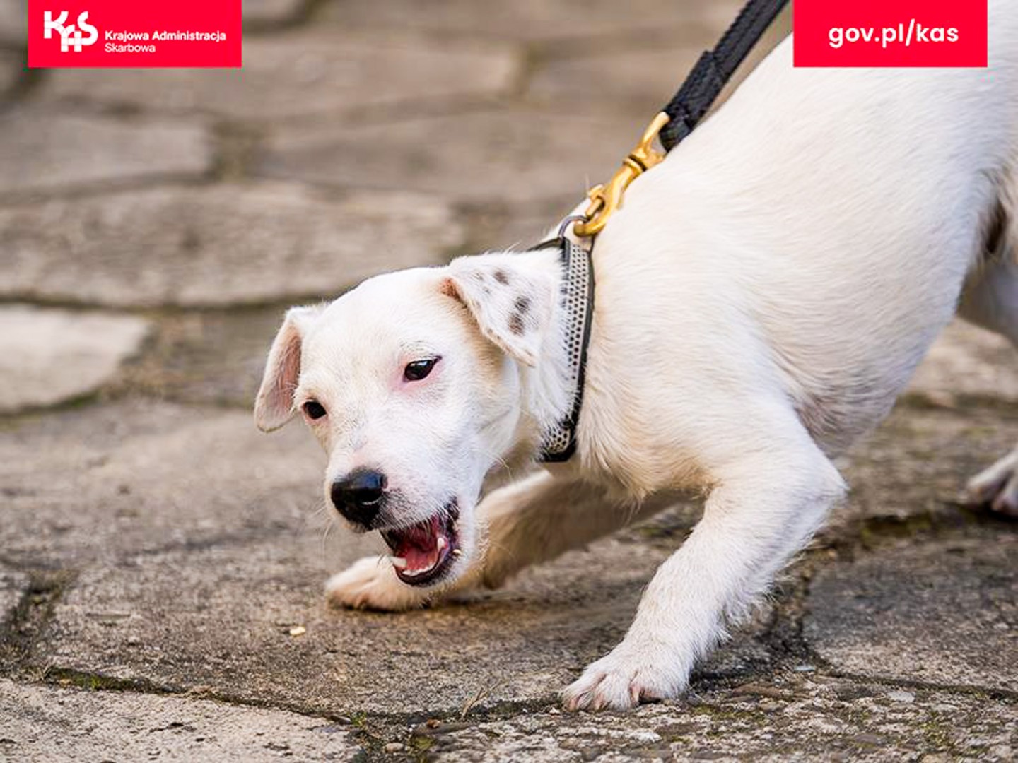 Koszule, mucha i ukryte narkotyki. Iron nie dał się zwieść pozorom elegancji