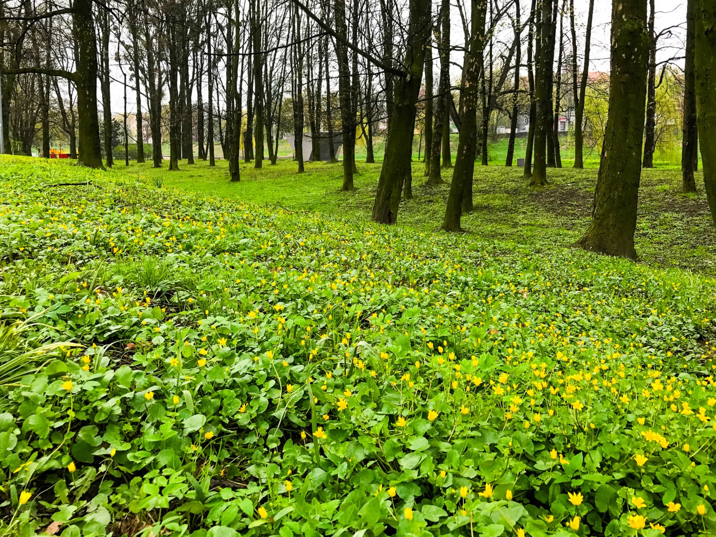 Naturalni sąsiedzi w Parku Zamkowym. Rodzinny spacer z przyrodą już 20 czerwca