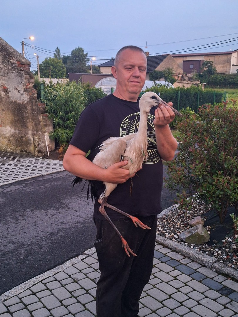 Nawałnice zagrożeniem nie tylko dla ludzi. Ucierpiały także bociany w Miedoni