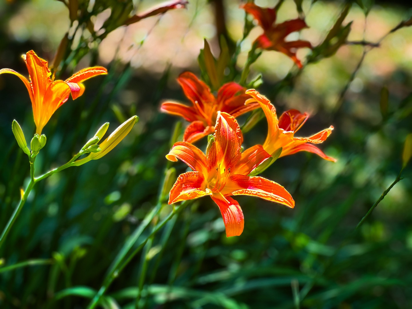 Czy kwiaty i motyle wzbogacą Arboretum Bramy Morawskiej? Zdecydują mieszkańcy