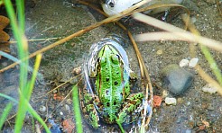 Markowicka do przebudowy. Powstaną przejścia dla żab - Serwis informacyjny z Raciborza - naszraciborz.pl