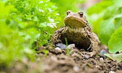 Mnożą się atrakcje w Arboretum Bramy Morawskiej - powstanie tu młyńskie koło - Serwis informacyjny z Raciborza - naszraciborz.pl