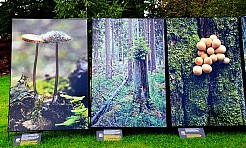 Wernisaż wystawy Arbores Vitae – Ostatnia taka puszcza  - Serwis informacyjny z Raciborza - naszraciborz.pl