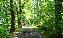 W Łężczoku poddadzą pielęgnacji blisko trzysta drzew - Serwis informacyjny z Raciborza - naszraciborz.pl
