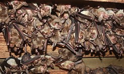 Spokojny sen nietoperza - Serwis informacyjny z Raciborza - naszraciborz.pl