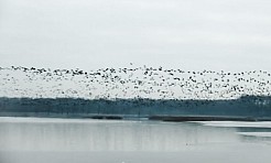 Wyjątkowy widok - stado około 6,5 tys. gęsi startujących z Łężczoka  - Serwis informacyjny z Raciborza - naszraciborz.pl