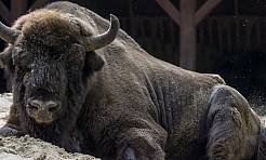 Fundusz dofinansuje zakup żubra do Pokazowej Zagrody w Pszczynie - Serwis informacyjny z Raciborza - naszraciborz.pl