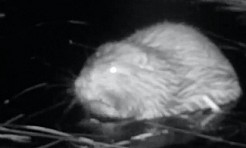 Bobrowe rozlewisko w ukrytej kamerze. Fascynujący filmik z Nadleśnictwa Rudy Rac. - Serwis informacyjny z Raciborza - naszraciborz.pl