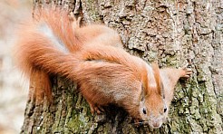 Wiosenne przebudzenie, czyli ciekawy przewodnik leśników z Rud - Serwis informacyjny z Raciborza - naszraciborz.pl